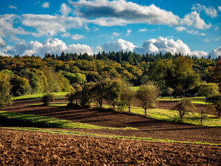 Wall Mural - Obstbaum im Feld