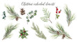 Watercolor Christmas floral element set. Winter greenery clipart for greeting card. Fir branches, red berries, eucalyptus leaves, pine coin. Illustration isolated on transparent background