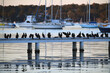 Cormorants lined up on a jetty at sunset