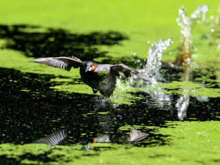 Wall Mural - Little Grebe taking off from algae bloom pond