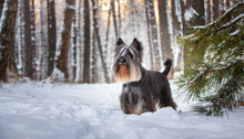 Skye Terrier In A Park With Snow In Winter