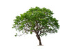 © pornsawan - isolated tree on white background isolated tropical tree used for advertising and architecture design