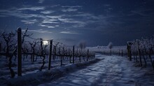 Winter Vineyard At Night Under The Moon's Glow, Snow-covered Vines Creating A Magical Scene.