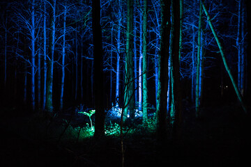 Wall Mural - magical lights sparkling in mysterious forest at night. Nightmare pine forest.