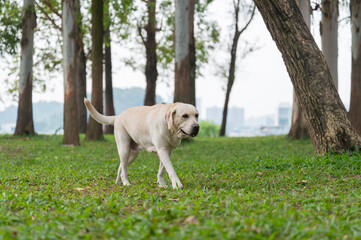 Poster - Labrador walks in the park