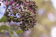 Elderberry plant – fruiting buds green, almost ready to pick 