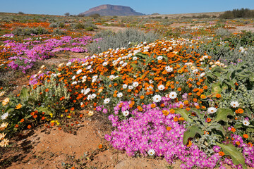 Wall Mural - Colorful spring blooming wildflowers, Namaqualand, Northern Cape, South Africa.