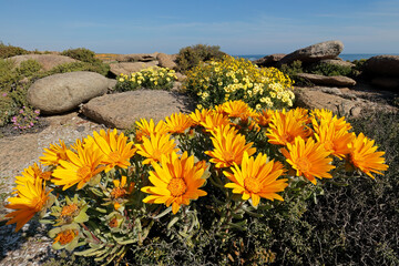 Sticker - Yellow spring blooming wildflowers (Didelta carmosa), Namaqualand, Northern Cape, South Africa.