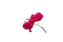 Close-up Shot Of Red Bougainvillea Flowers Isolated On Transparent Background Png File.