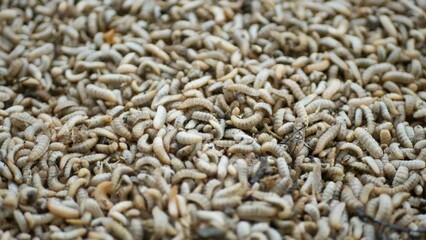 Wall Mural - Close up of Black soldier fly (BSF) larvae or maggot, Hermetia Illucens  insect farms for fish and poultry feed