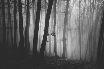 Canvas Print - Mysterious and desolate atmosphere on a gloomy day in the dark woods with thick fog