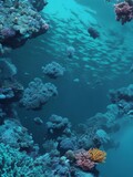 Fototapeta Do akwarium - coral reef in the ocean