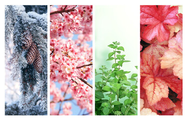 Wall Mural - Four seasons of year. Set of vertical nature banners with winter, spring, summer and autumn scenes. Nature collage with seasonal scenics