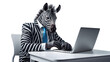 young business man zebra wearing suit working on laptop isolated on white background