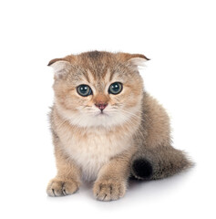 Sticker - scottish fold kitten in studio