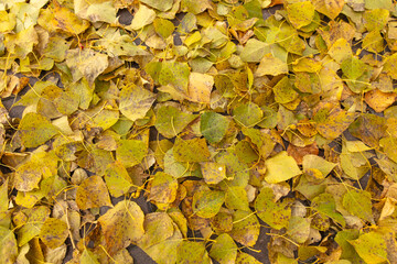 Wall Mural - Fallen leaves from a tree on the ground as a background. Autumn