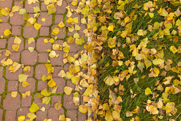 Wall Mural - Fallen birch leaves on the sidewalk in the park. Autumn