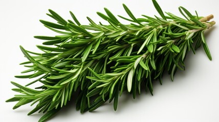  sprig of rosemary isolated on a light background