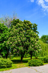 Wall Mural - Horse chestnut (Aesculus or Hippocastanum) blossoming at spring