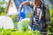 © shaploff - A farmer with a garden watering can is watering vegetable plants in summer. Gardening concept. Agriculture plants growing in bed row