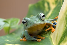Close-up Of A Green Flying Tree Frog (Rhacoporus Rheinwarditii) On A Leaf, Indonesia