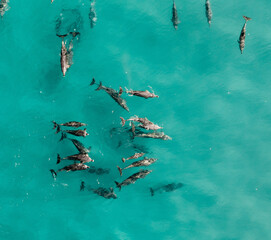 Wall Mural - Aerial view of a pod of dolphins swimming in group in a nice warm blue water