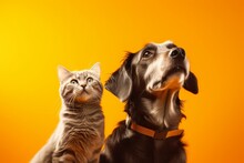 A Dog With A Cat On A Yellow Background. Pet Concept. Generative Ai.