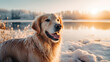 Happy golden retriever dog lying in front of a frozen lake on a beautiful winter day in a snow landscape