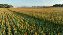 Corn Field In Tassel During Late Summer. Aerial Flight Over Rural Farmland In Agricultural Breadbasket Of America.