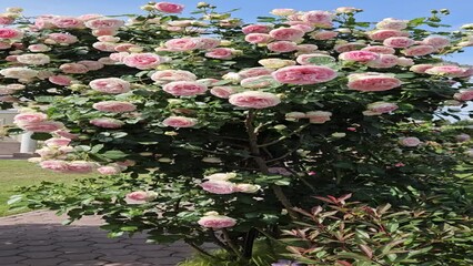 Wall Mural - large beautiful rose bush with many pink flowers in bulgaria