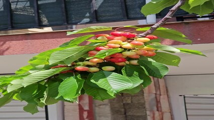 Canvas Print - сherry branch with ripening berries against the background of a building in bulgaria