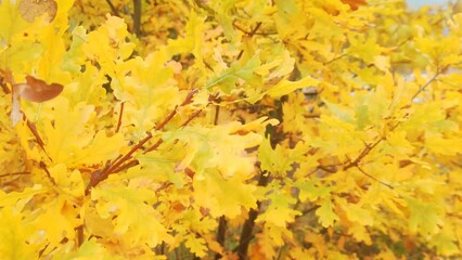 Sticker - Yellow autumn oak leaves swaying in the wind.