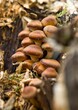 Stockschwämmchen, Pilze im Wald
