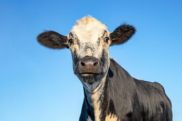 Sticker - Cow portrait, mottled black and white, black nose and friendly expression, funny cute face, blue background