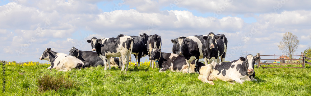 Group cows standing and lying in the tall grass of a green field, the ...