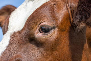 Sticker - Cow eye, close up of a dairy red and white, calm and tranquil, shiny skin looking bright, detail of a cows head