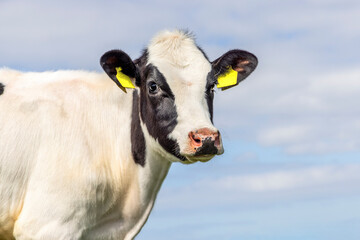 Sticker - Shy young cow, looking cute, black and white, medium shot and blue background