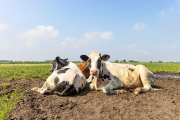 Sticker - Cows lying in mud together, cozy together as a group in the meadow, peaceful and happy