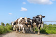 Cows approaching, towards and oncoming in a group, a herd walking on a path to the milking robot in a pasture under a blue sky