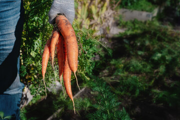 Wall Mural - Fresh carrots from the garden in your hands. Harvest of young carrots. Harvesting of ripened crops. Growing natural vegetables in your own garden. Selective focus