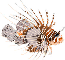 Illustration Of A Lionfish