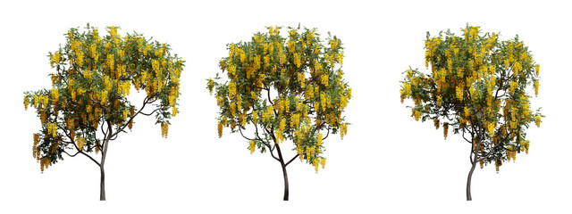 Set of beautiful summer tree with green foliage and bright flowers on a transparent background. 3d render