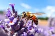 a detailed macro shot of a worker bee on lavender