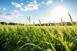bioenergy crops field bathed in sunlight