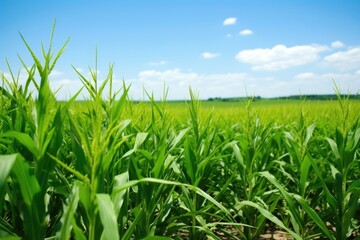 Sticker - corn crops field for bioethanol production