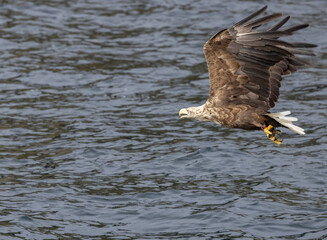 Wall Mural - The sea eagle is Northern Europe's largest nesting bird of prey and the fourth largest of the world's eagles,Nordland county,Norway