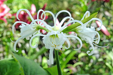 Hymenocallis Spider Lily 'Zwanenburg' In Flower.