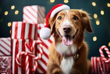 A Dog Wearing Christmas Hat. Christmas Greeting Card With Dog. Gift, Bokeh, Isolated On Background.