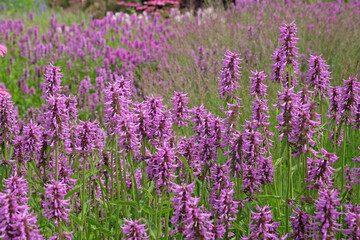 Wall Mural - Betonica officinalis, or Betony, in flower