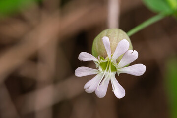 Wall Mural - Detail of the flowers in capsules of Silene vulgaris or Claquet (Caryophyllaceae). Also called Silene vulgaris, oberna behen, Swollen Silenus, Common Silenus, Bladder Campion.